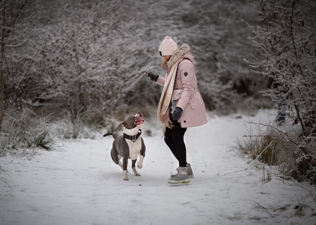 Staffordshire Bull Terrier with owner, young woman on the woodland winter walk, pet photography