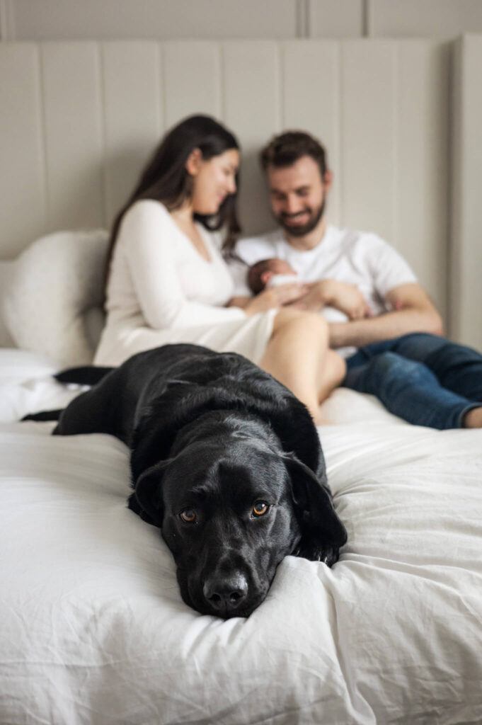 Family dog relaxing on the bed with new parents and their newborn baby softly blurred in the background